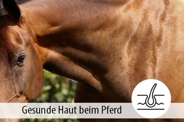 Ratgeber Hautgesundheit beim Pferd