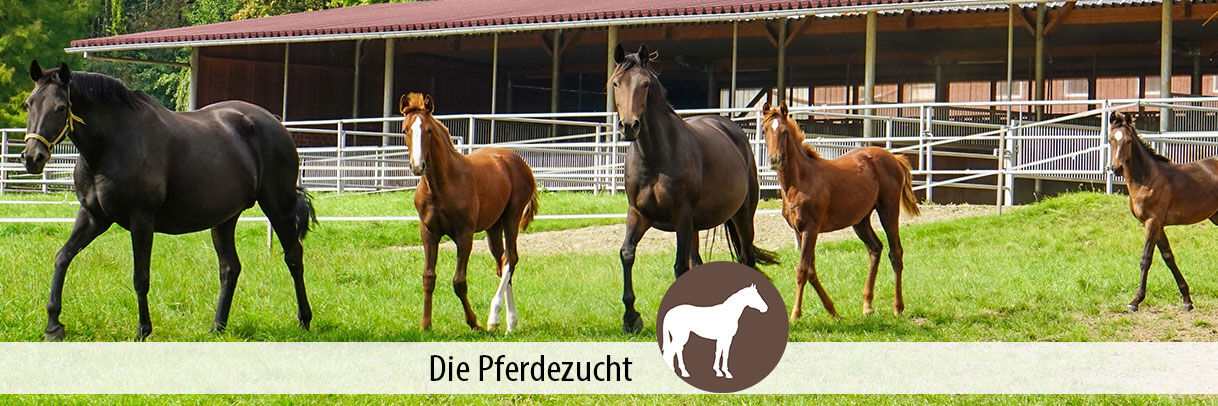 Der Ratgeber für die Zucht von Pferden