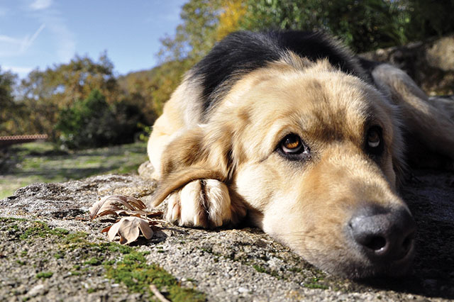 Ratgeber Älterer Hund Herbstspaziergang Migocki Gelenkbeschwerden